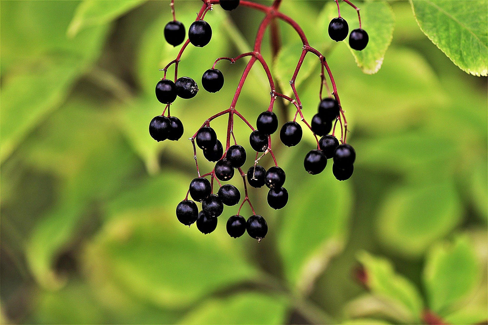 Elderberry for Colds and Influenza