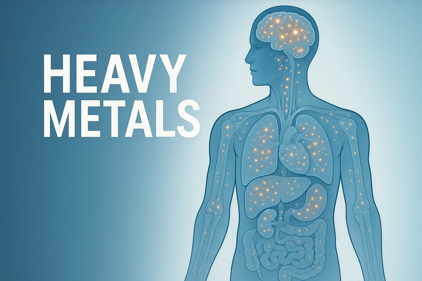 Toxic Metals in Your Body?