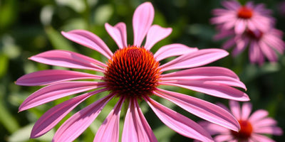 echinacea tincture benefits