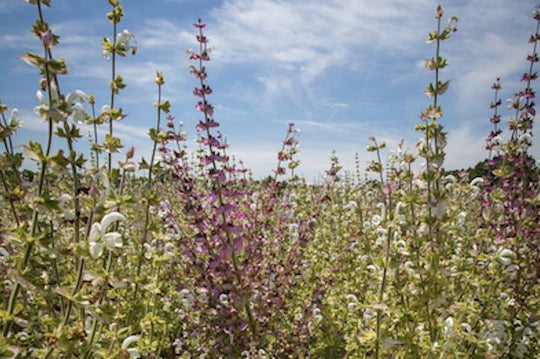 Benefits and Uses of Clary Sage