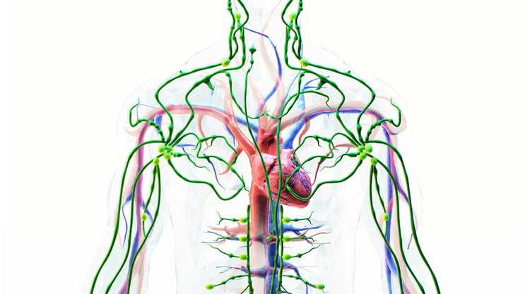 Unlocking the Body's Drainage System: The Pharmacological Power of Remedy’s Nutrition Lymph Cleanse