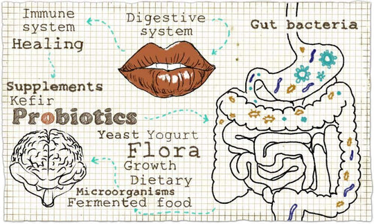 Probiotics & Prebiotics [The Definitive Guide]