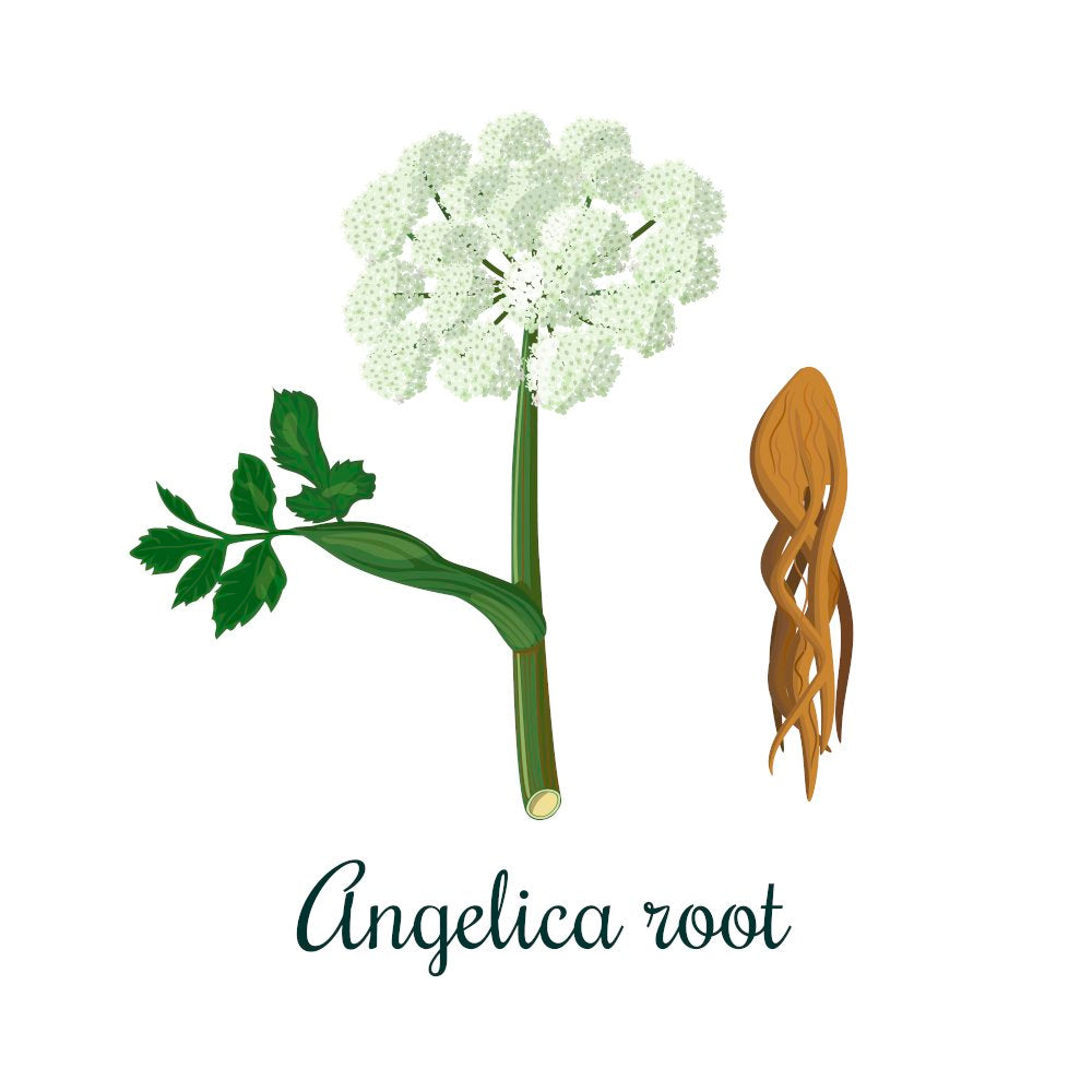 DONG QUAI (Angelica sinensis) Monograph